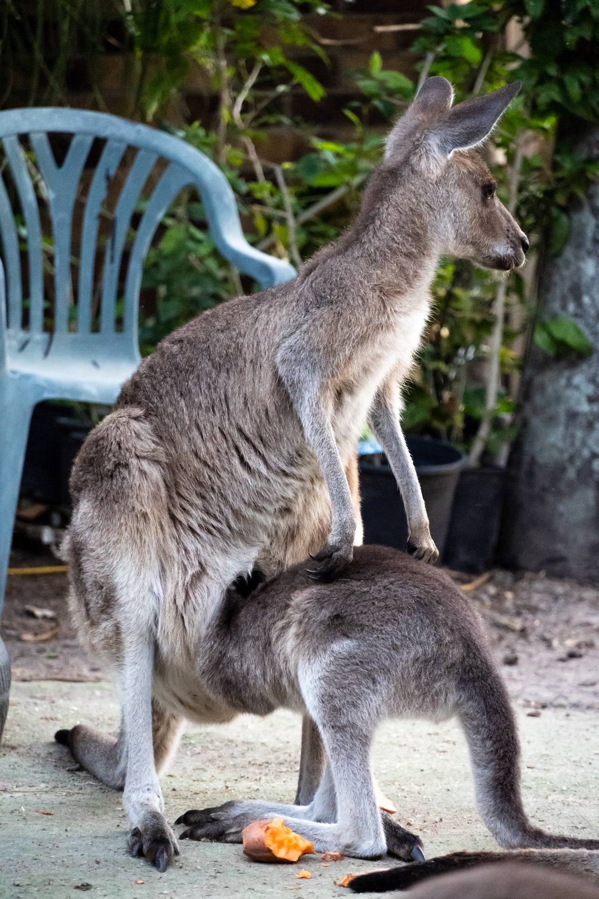 Australien_Agnes_Water-106.jpg