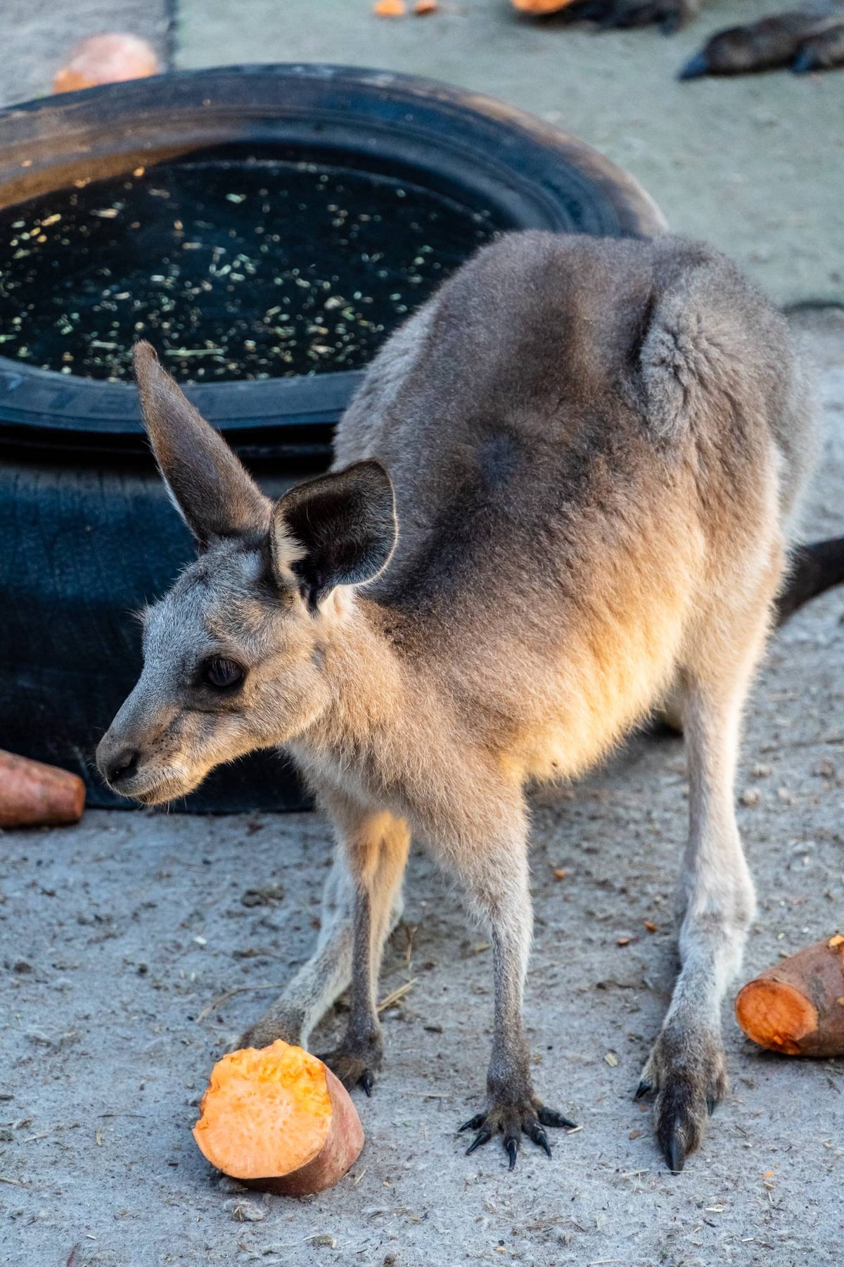 Australien_Agnes_Water-70.jpg