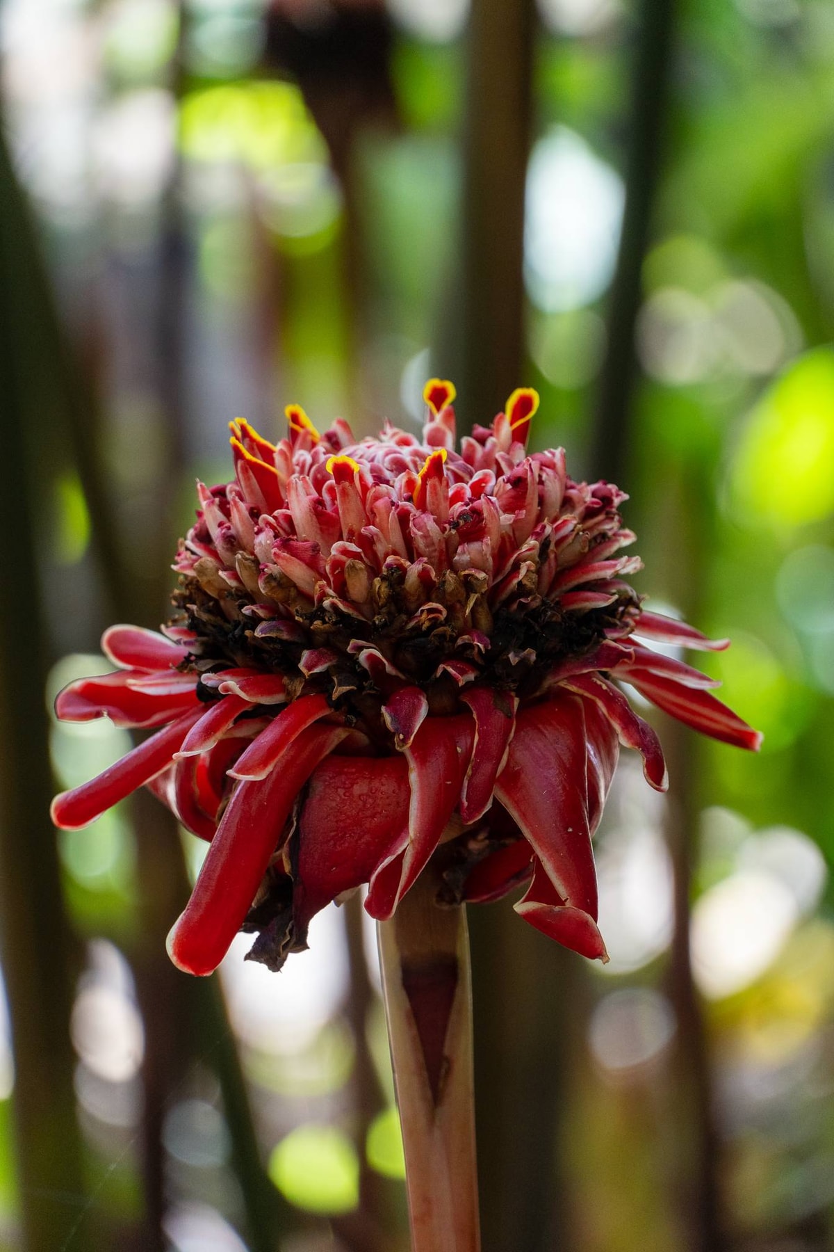 Australien_Cairns-54.jpg