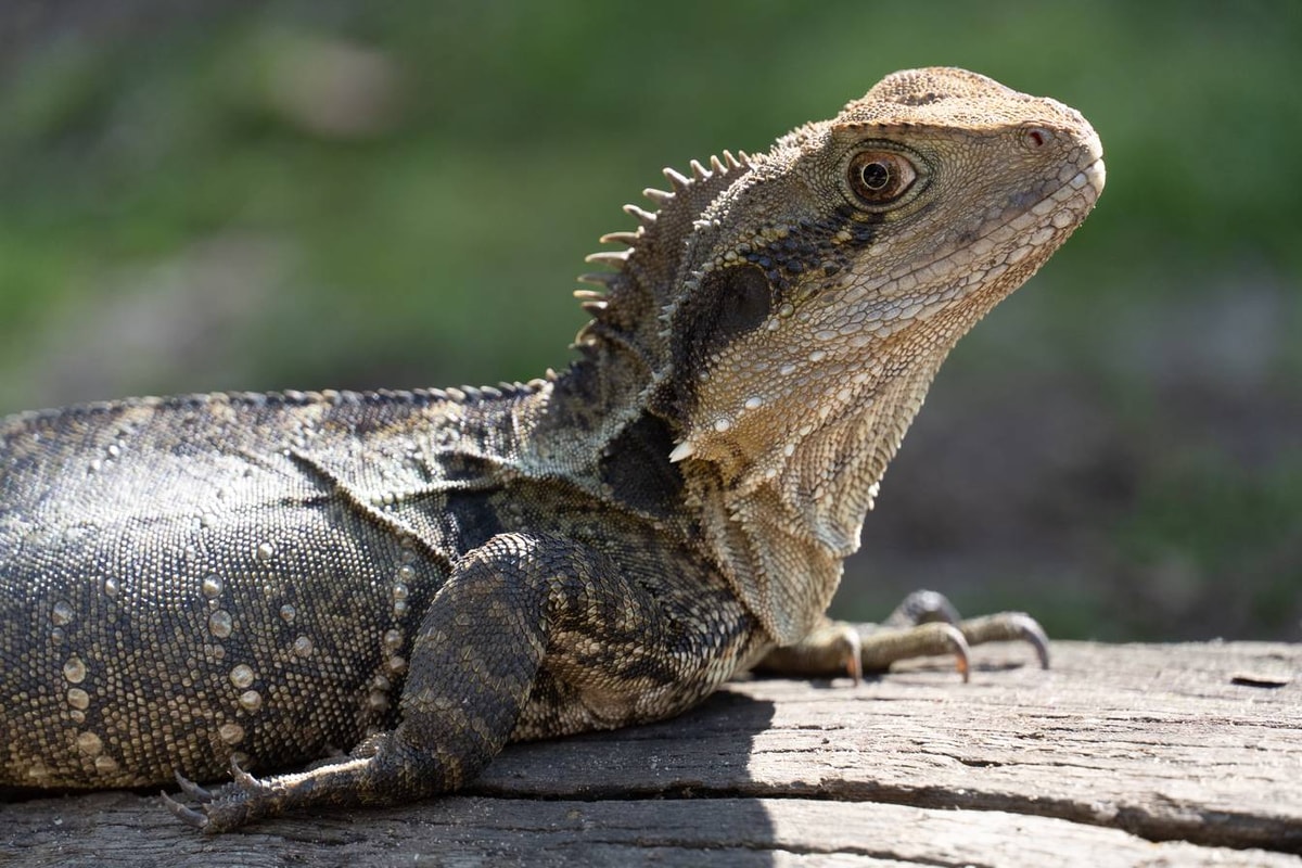 Australien_Currumbin_Wildlife_Sanctuary-108.jpg