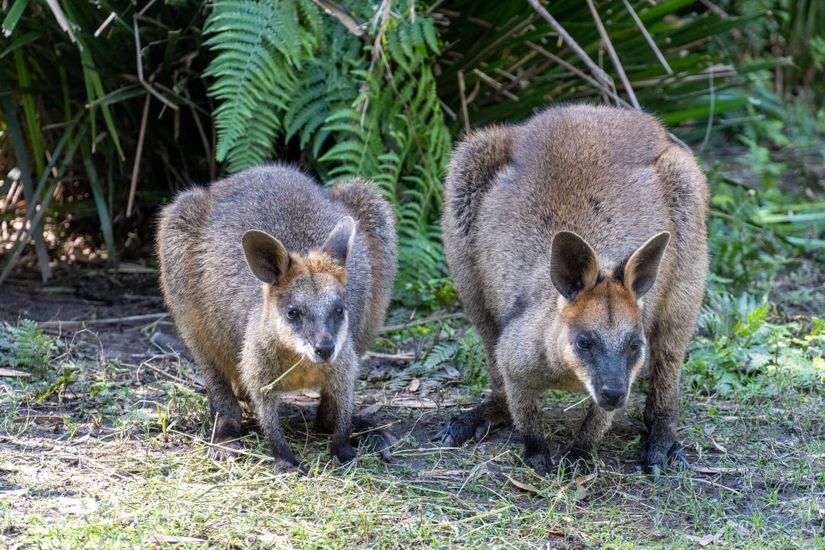 Australien_Currumbin_Wildlife_Sanctuary-114.jpg