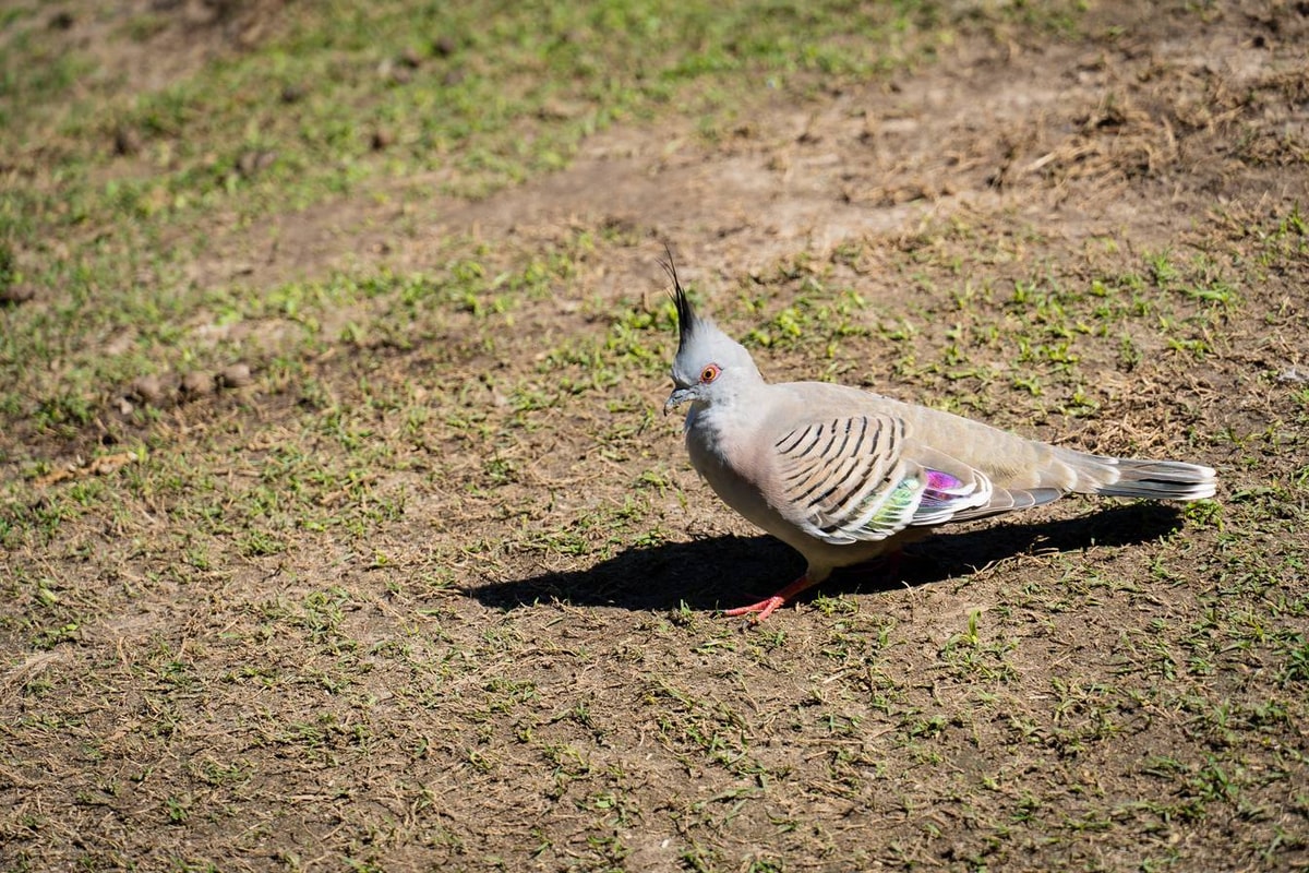 Australien_Currumbin_Wildlife_Sanctuary-120.jpg
