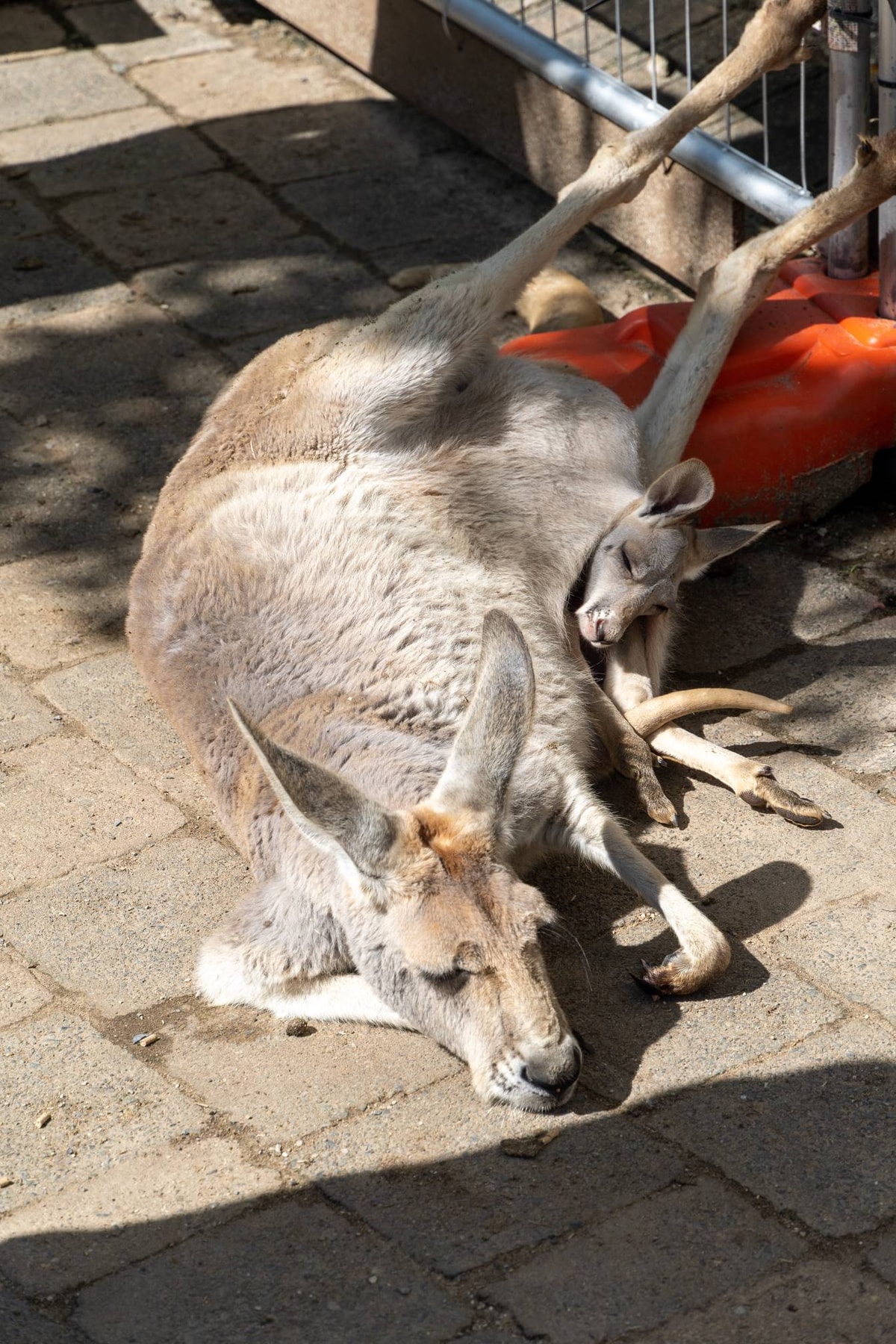 Australien_Currumbin_Wildlife_Sanctuary-122.jpg