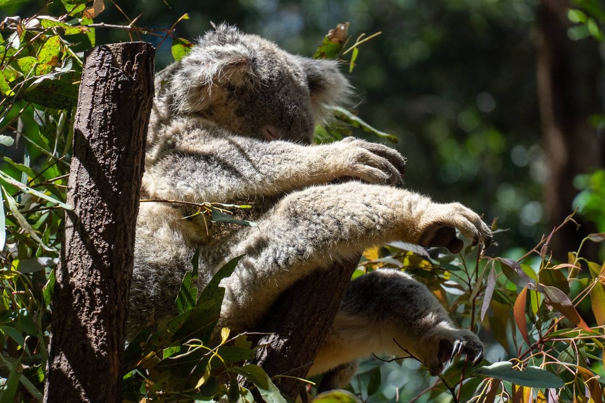 Australien_Currumbin_Wildlife_Sanctuary-16.jpg