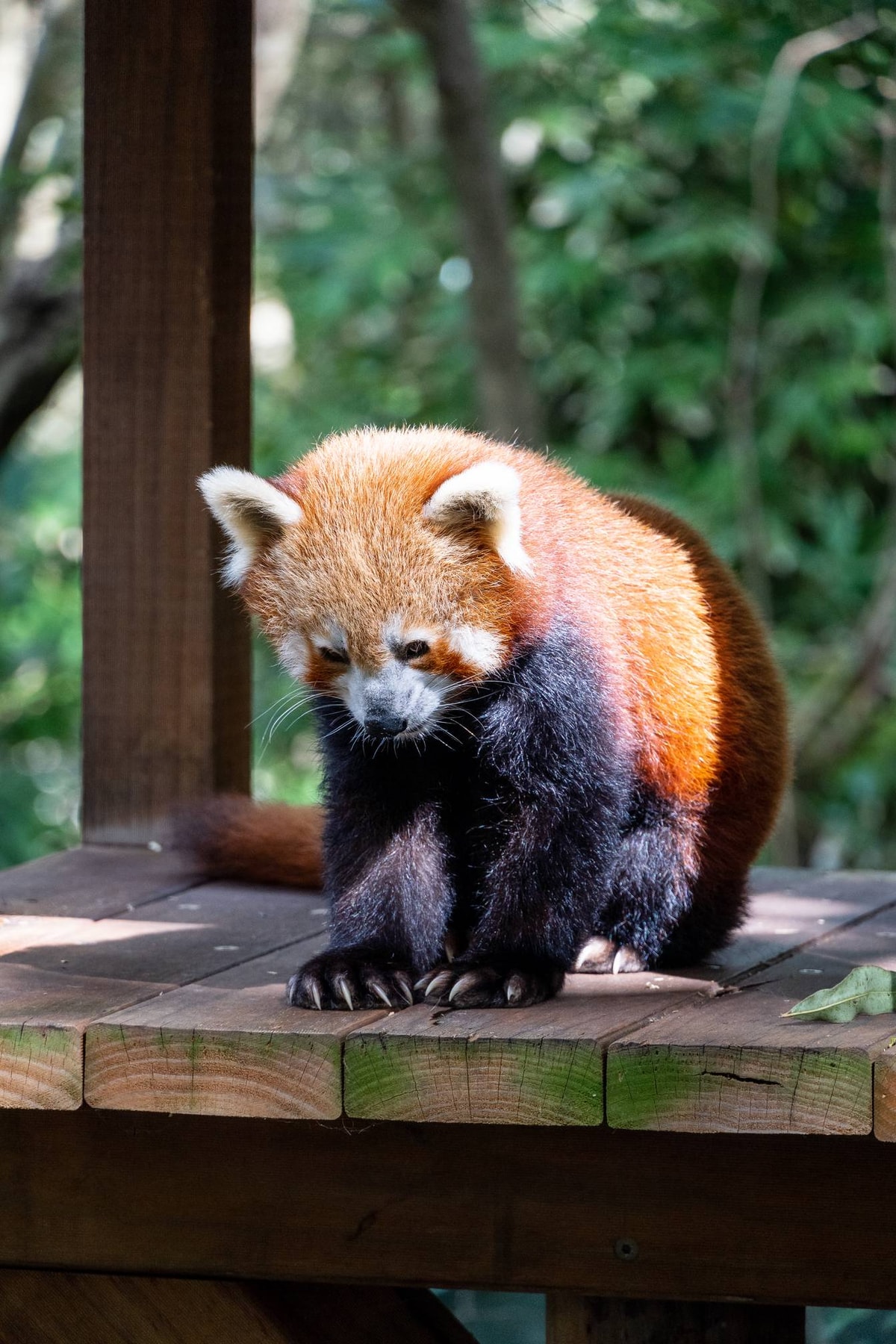 Australien_Currumbin_Wildlife_Sanctuary-197.jpg