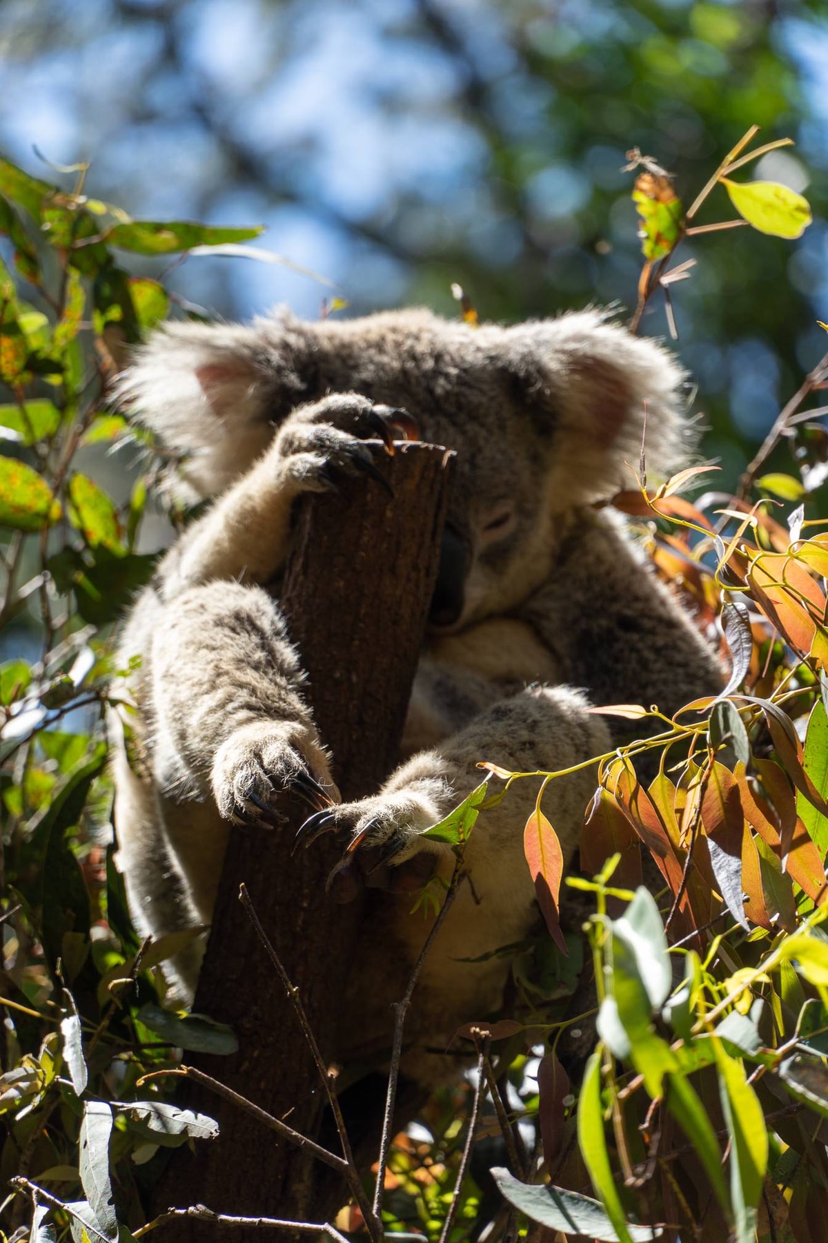 Australien_Currumbin_Wildlife_Sanctuary-25.jpg