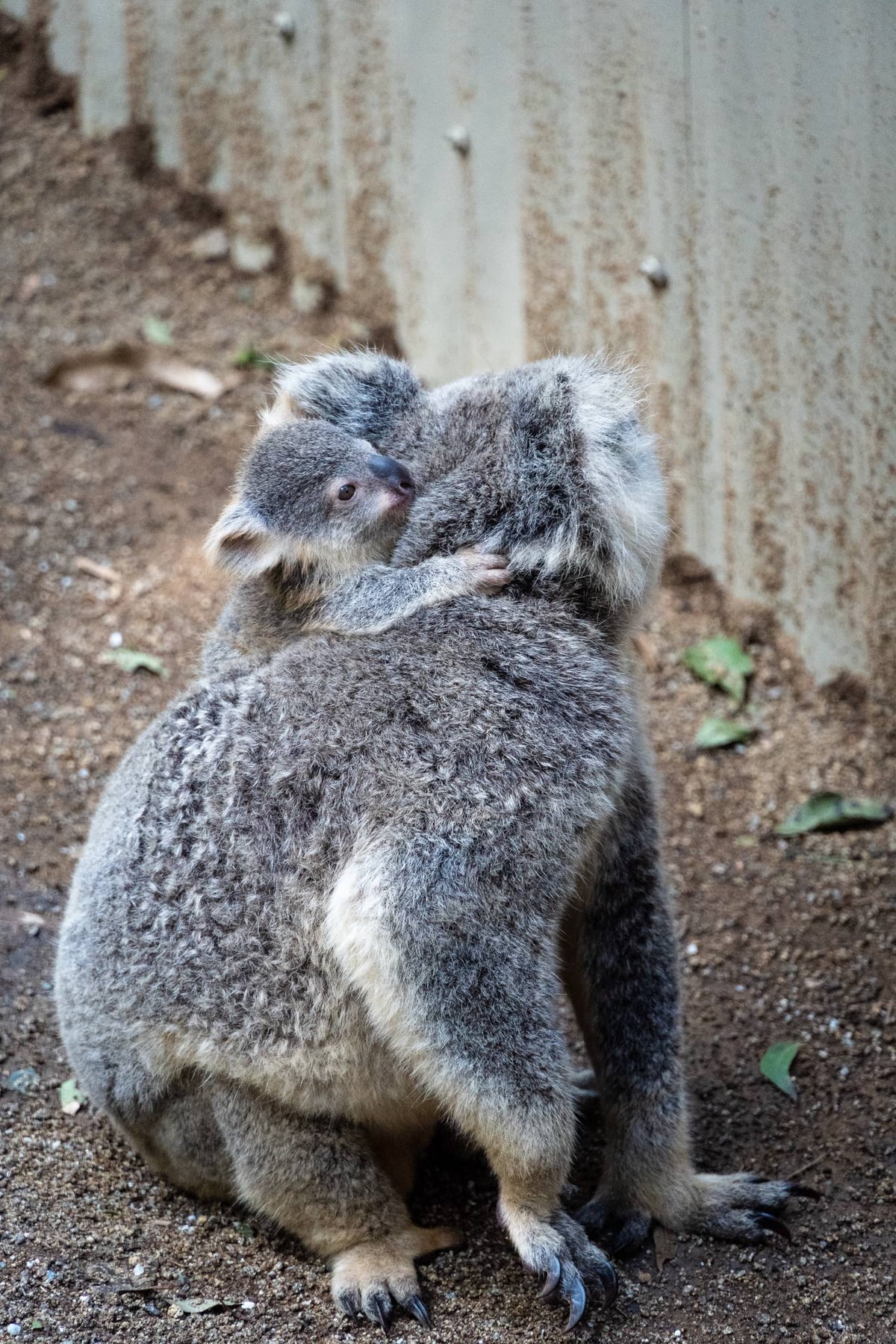 Australien_Currumbin_Wildlife_Sanctuary-251.jpg