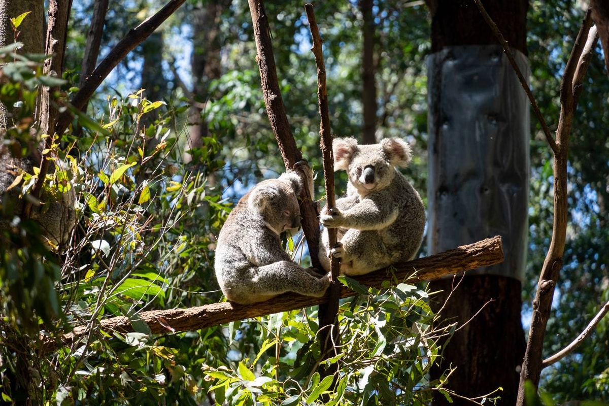 Australien_Currumbin_Wildlife_Sanctuary-40.jpg