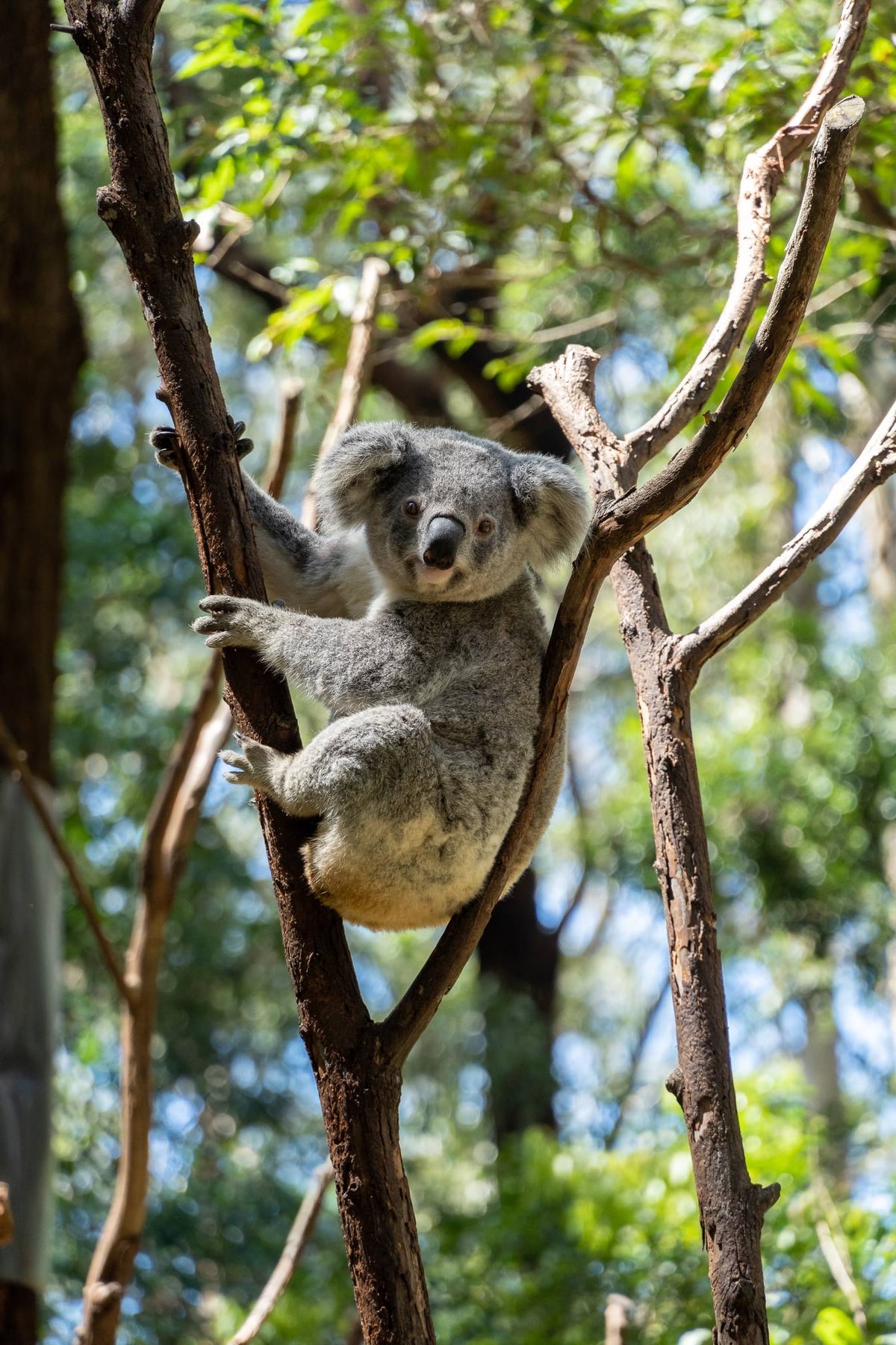Australien_Currumbin_Wildlife_Sanctuary-44.jpg