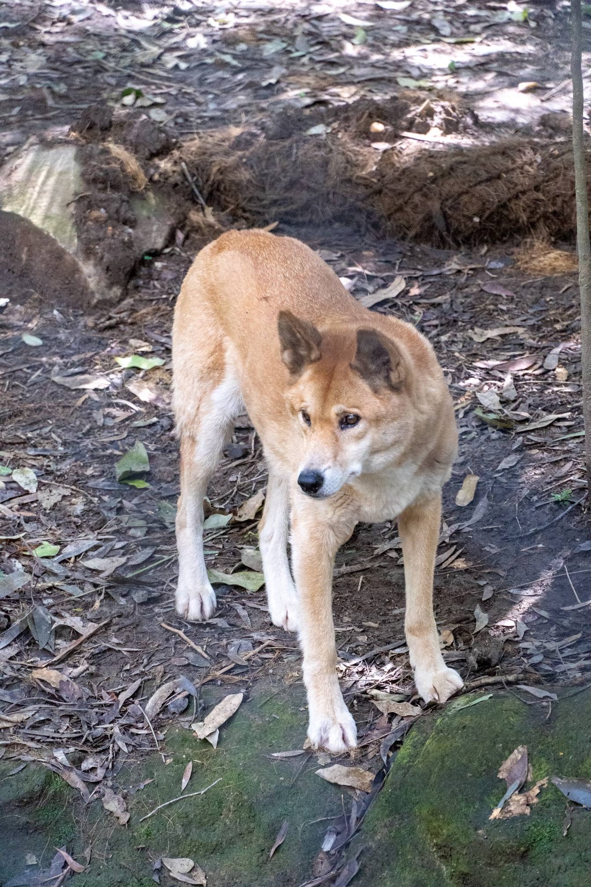 Australien_Currumbin_Wildlife_Sanctuary-46.jpg