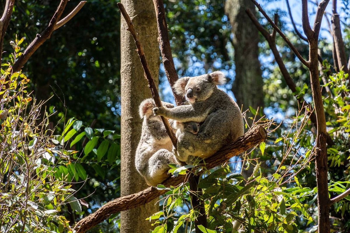 Australien_Currumbin_Wildlife_Sanctuary-52.jpg