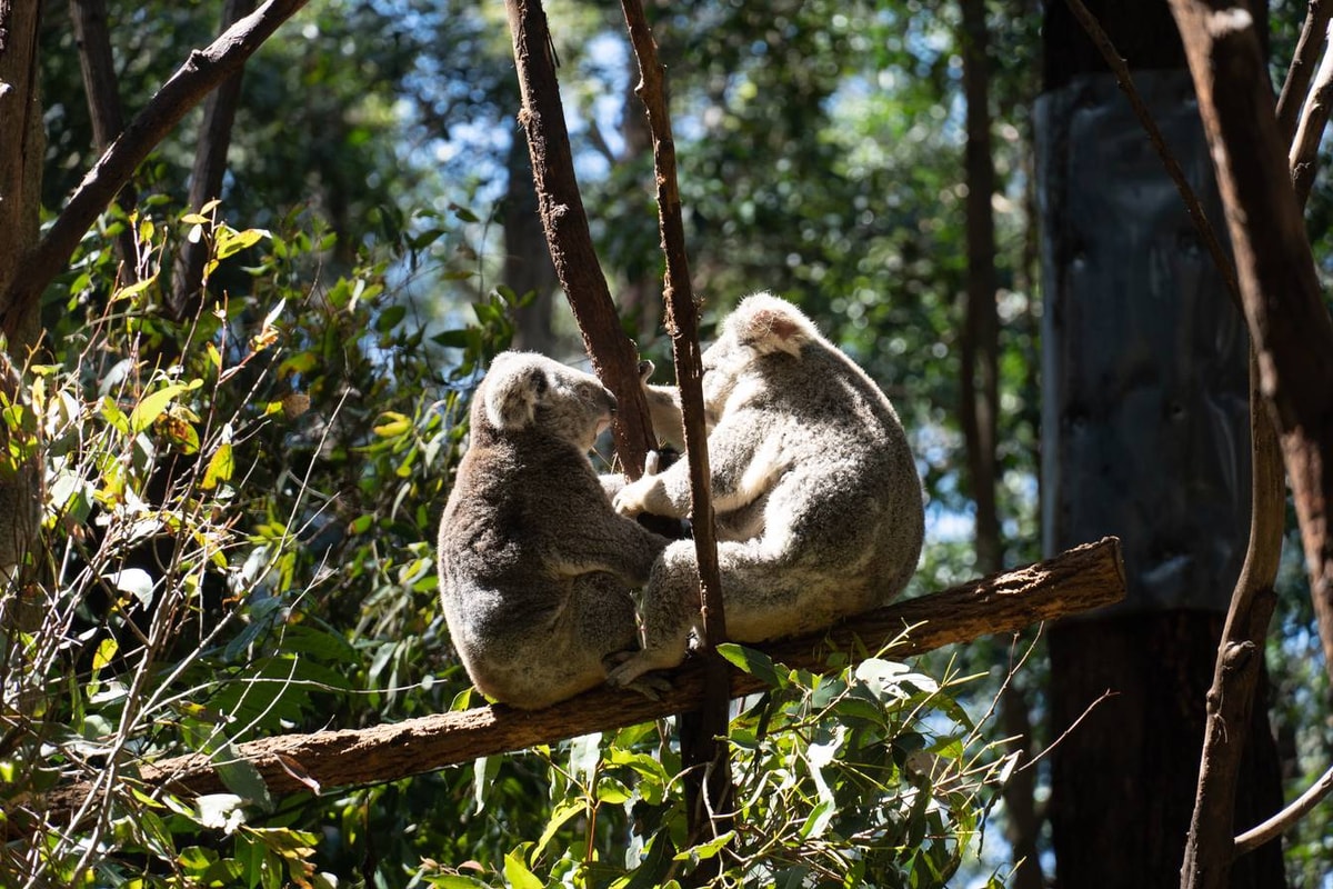 Australien_Currumbin_Wildlife_Sanctuary-6.jpg
