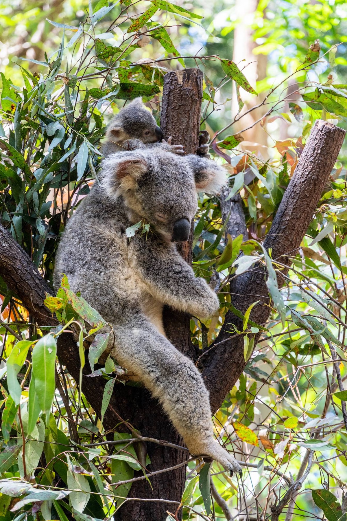 Australien_Currumbin_Wildlife_Sanctuary-64.jpg