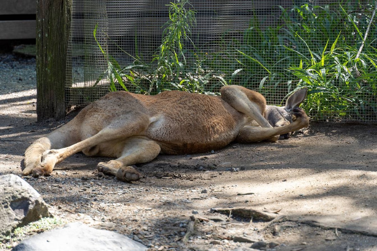 Australien_Currumbin_Wildlife_Sanctuary-87.jpg