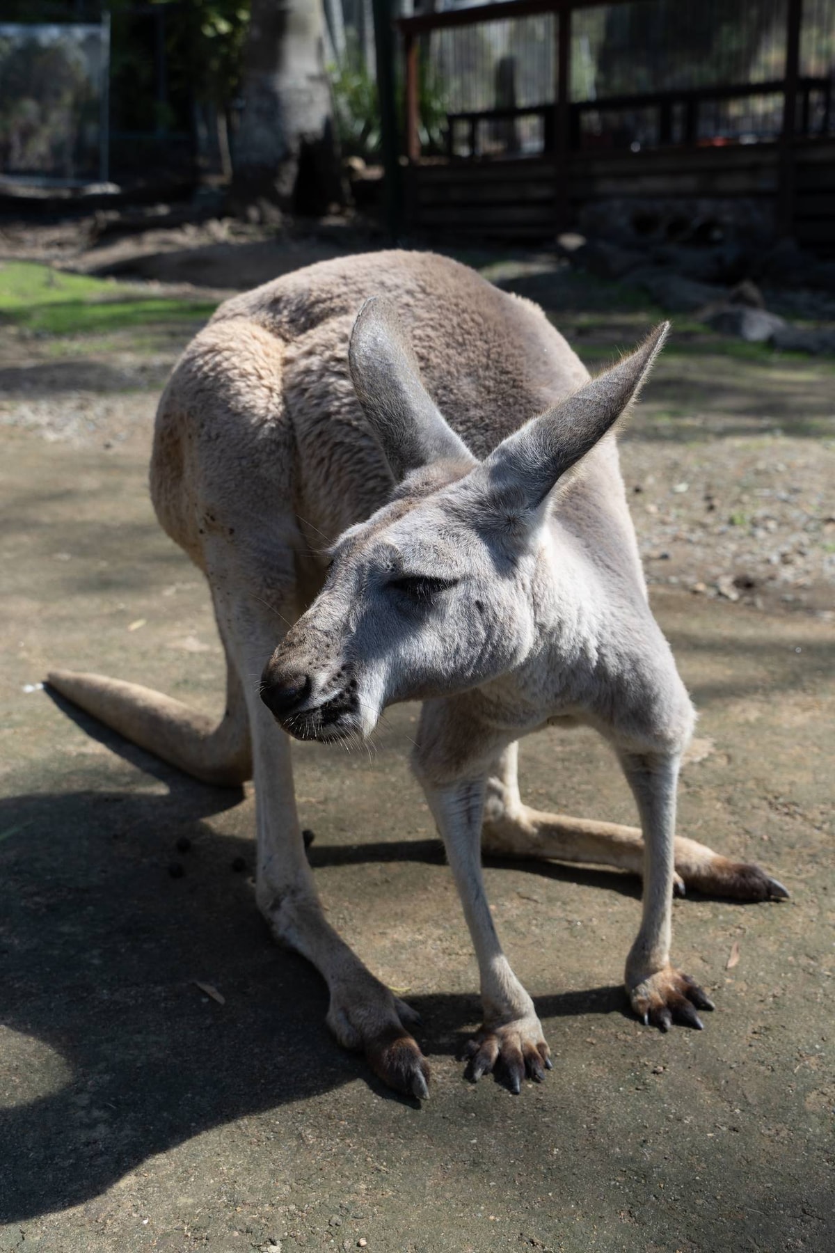 Australien_Currumbin_Wildlife_Sanctuary-88.jpg
