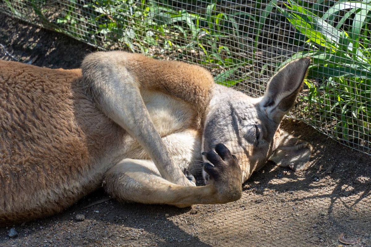 Australien_Currumbin_Wildlife_Sanctuary-90.jpg