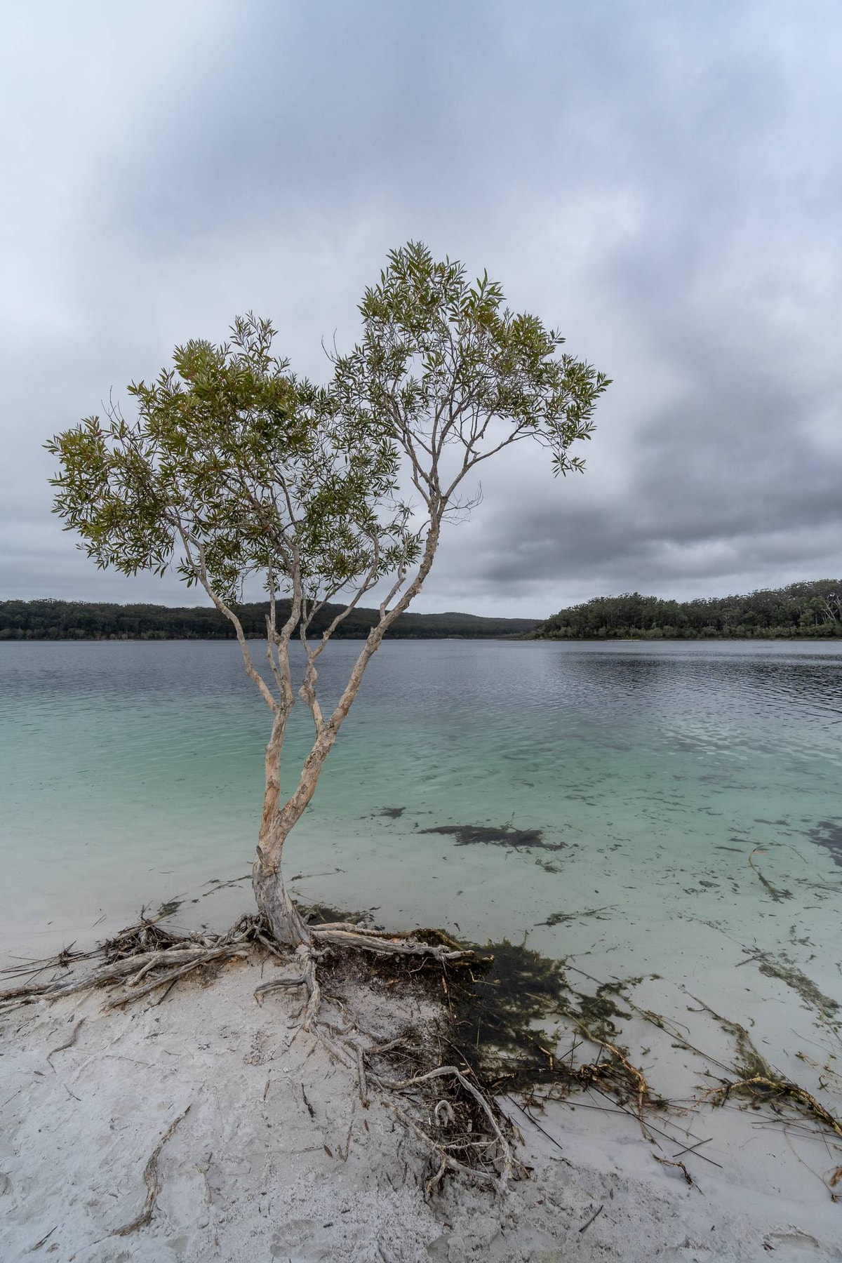 Australien_Fraser_Island-107.jpg