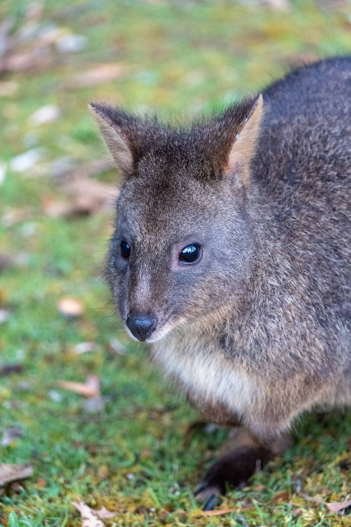 Australien_Tasmanien-1022.jpg