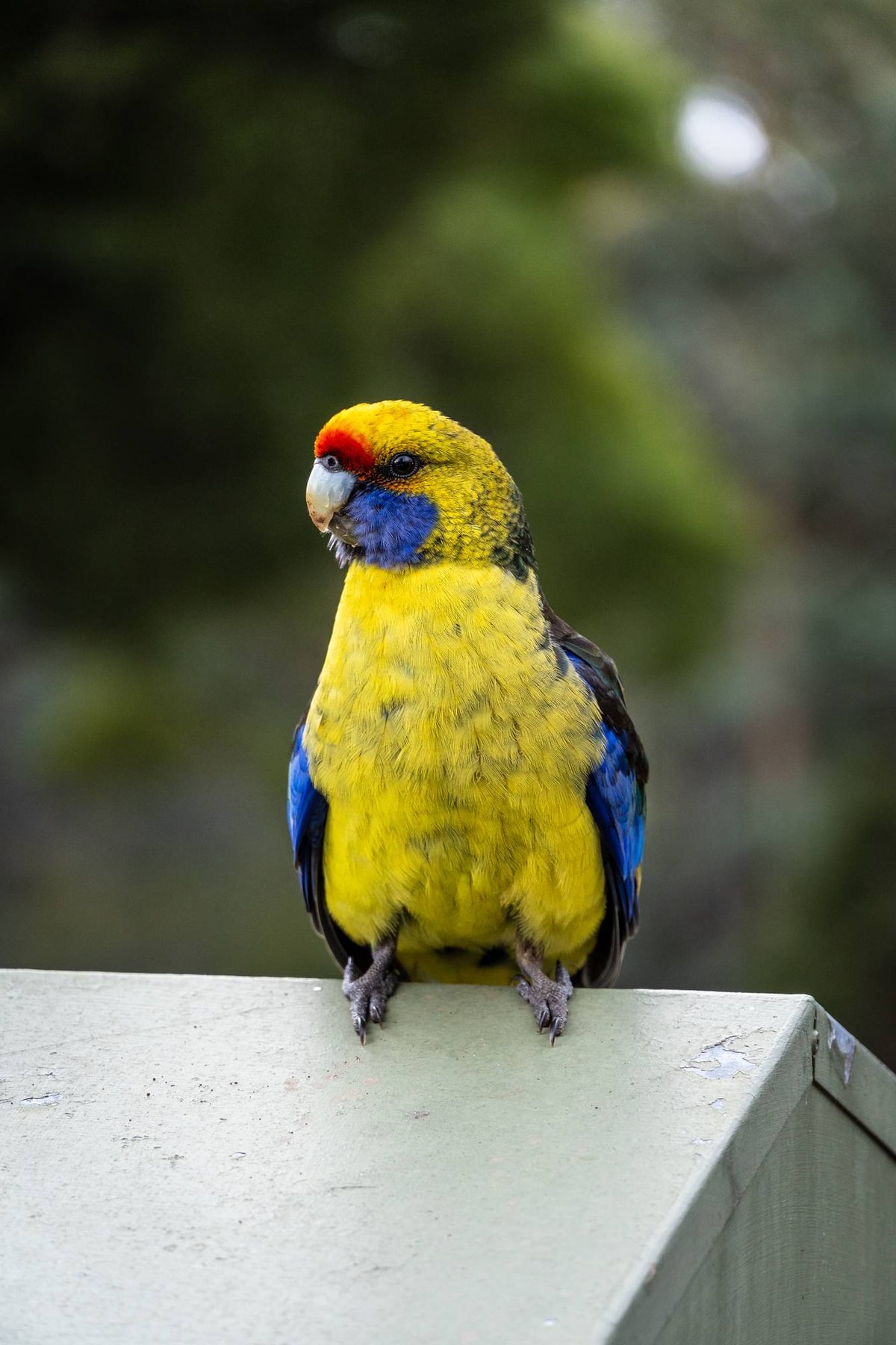 Australien_Tasmanien-975.jpg