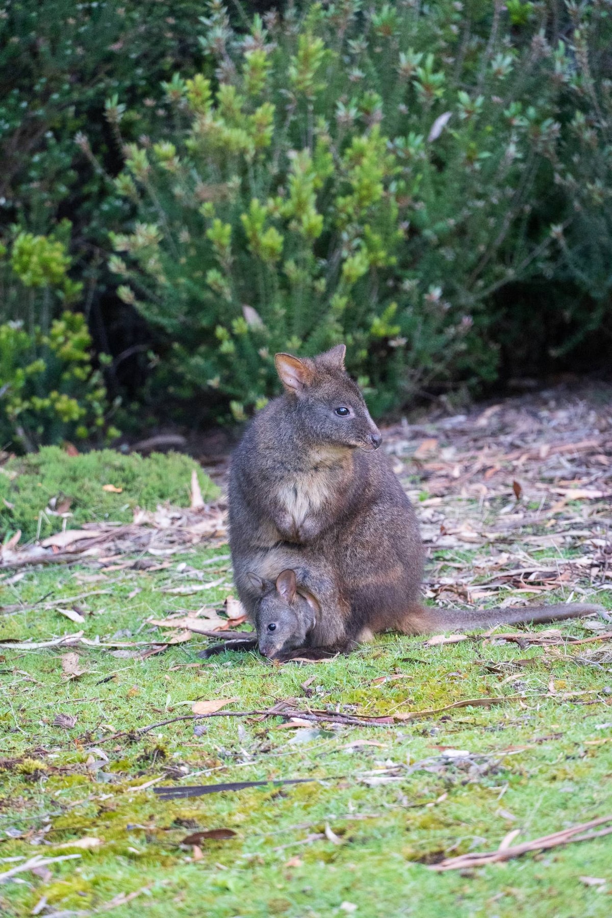 Australien_Tasmanien-996.jpg