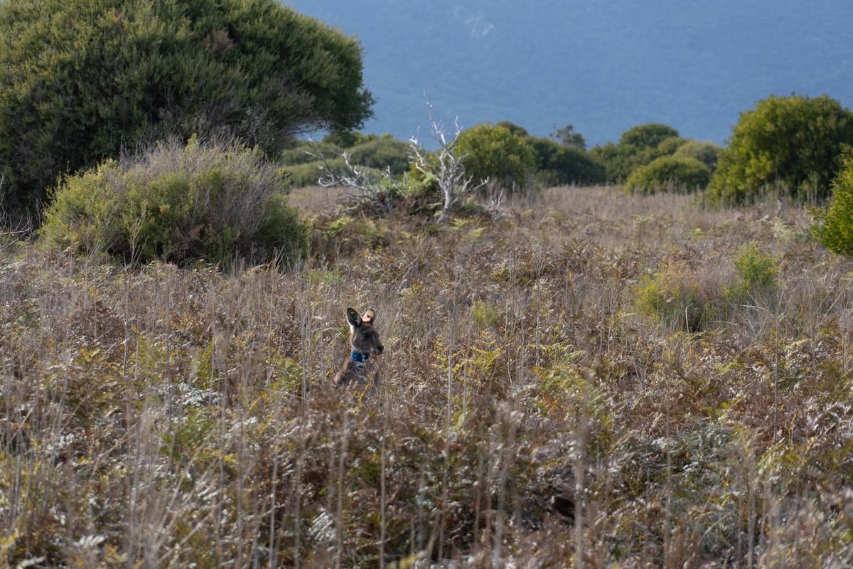 Australien_Wilsons_Promontory_National_Park-269.jpg