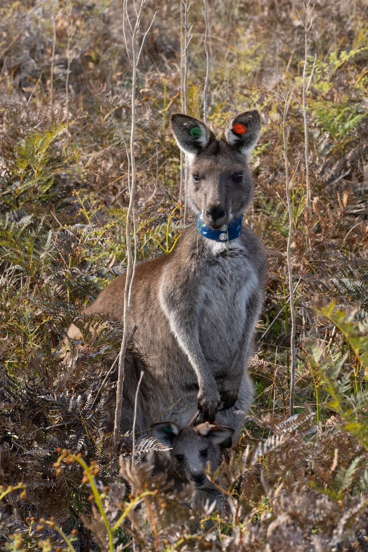 Australien_Wilsons_Promontory_National_Park-272.jpg