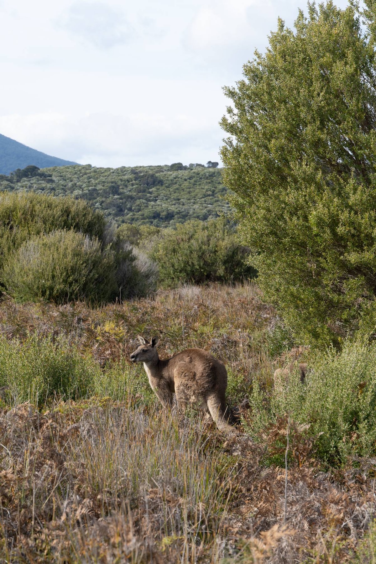 Australien_Wilsons_Promontory_National_Park-279.jpg