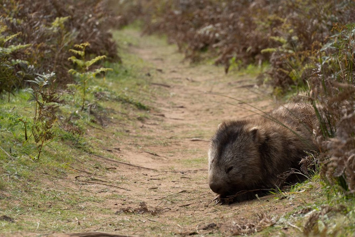 Australien_Wilsons_Promontory_National_Park-299.jpg
