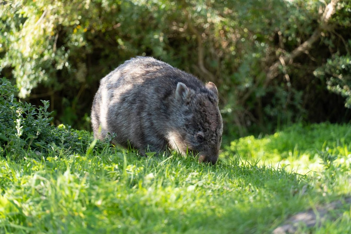 Australien_Wilsons_Promontory_National_Park-30.jpg