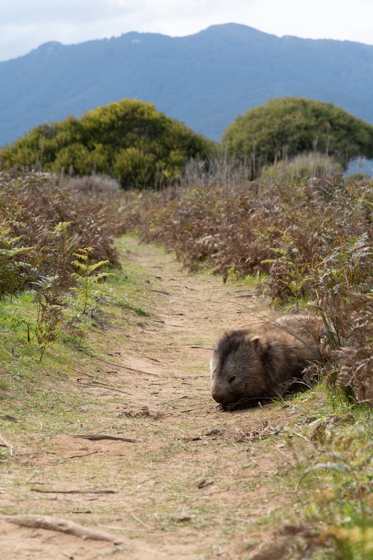 Australien_Wilsons_Promontory_National_Park-300.jpg
