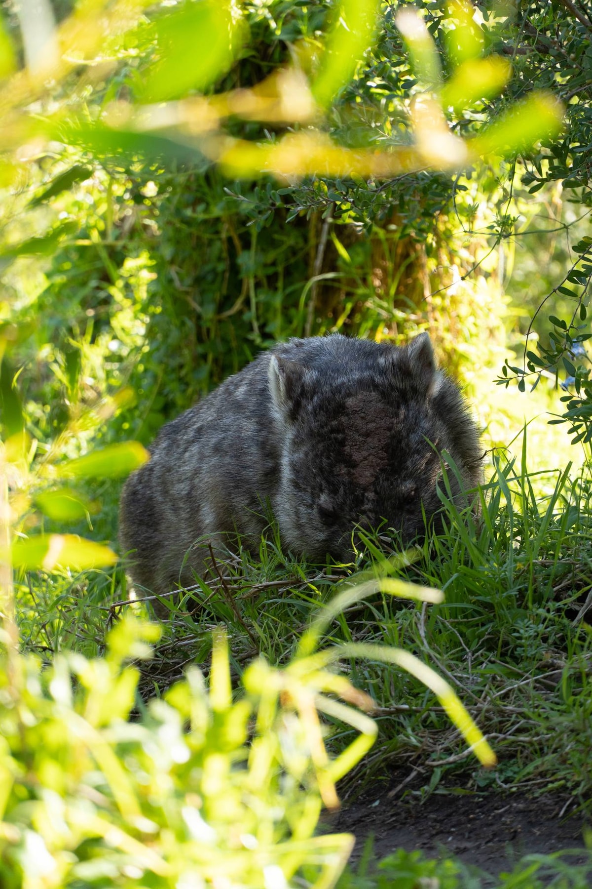 Australien_Wilsons_Promontory_National_Park-56.jpg
