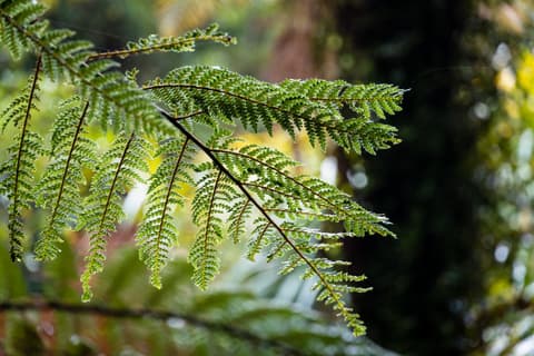 Neuseeland_West_Coast-115.jpg
