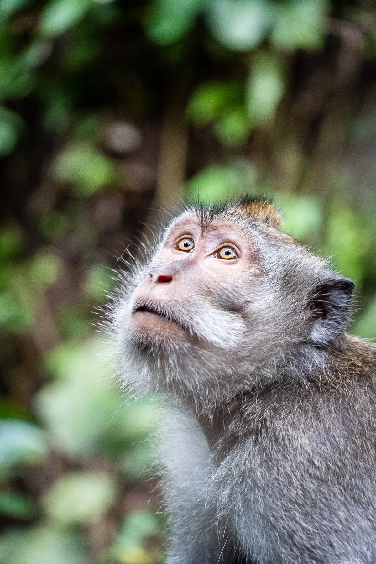 Indonesien_Ubud-142.jpg