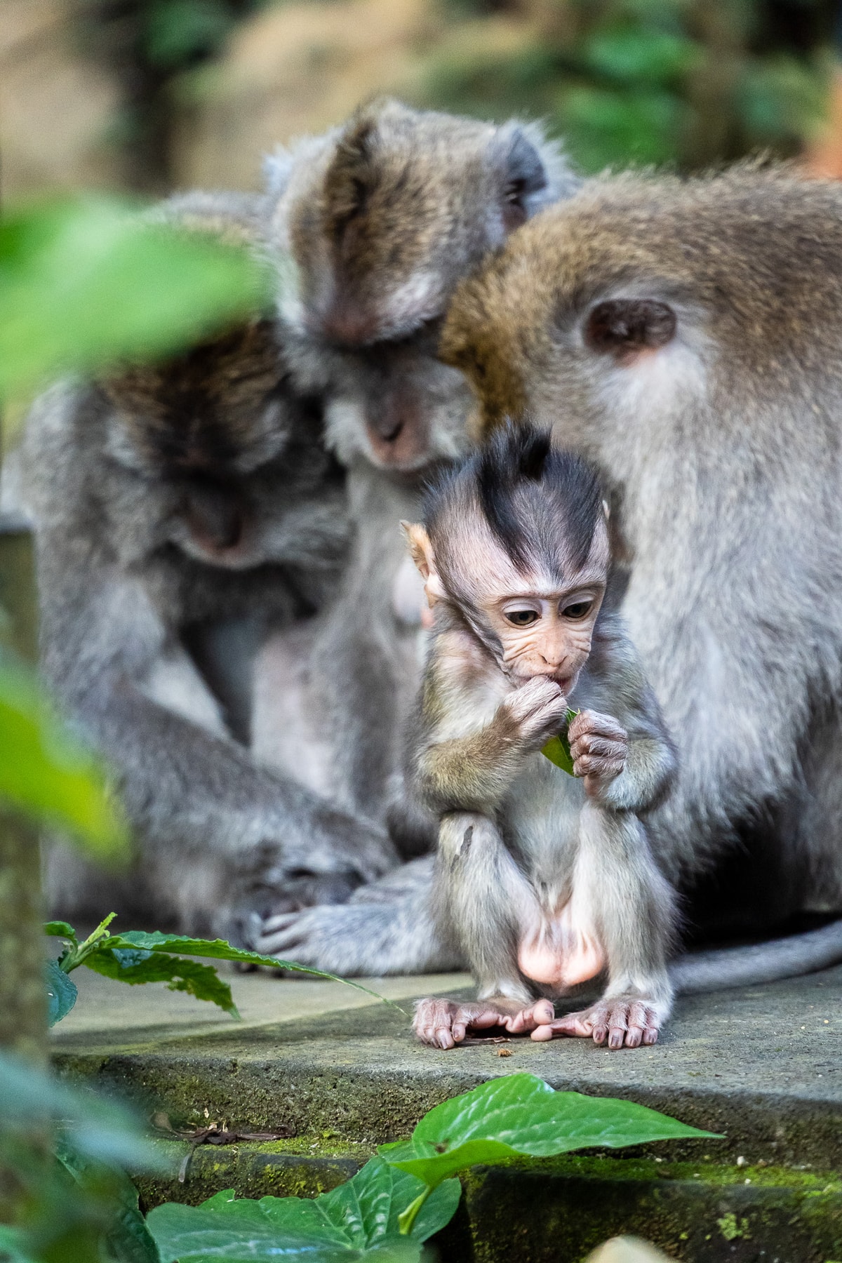 Indonesien_Ubud-241.jpg