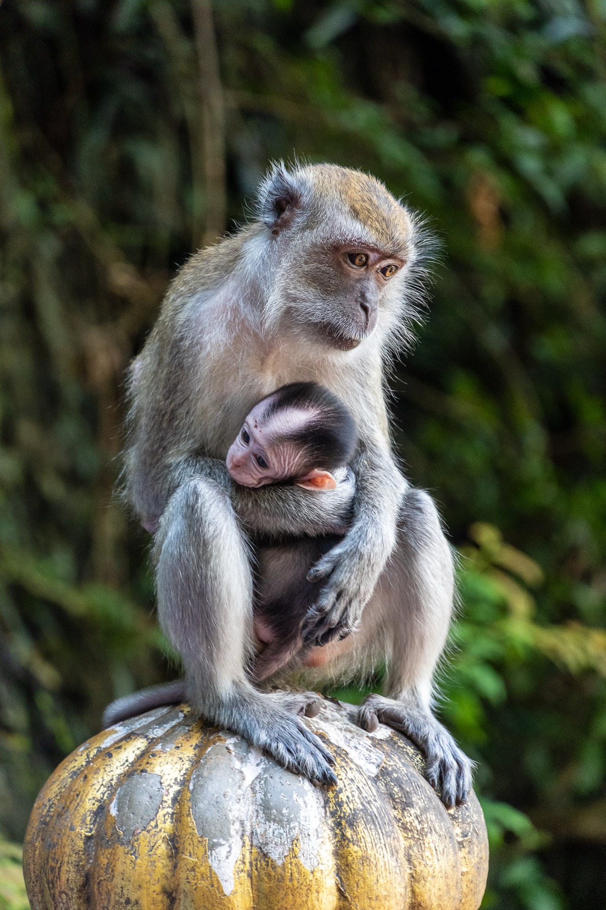 Malaysia-01810.jpg