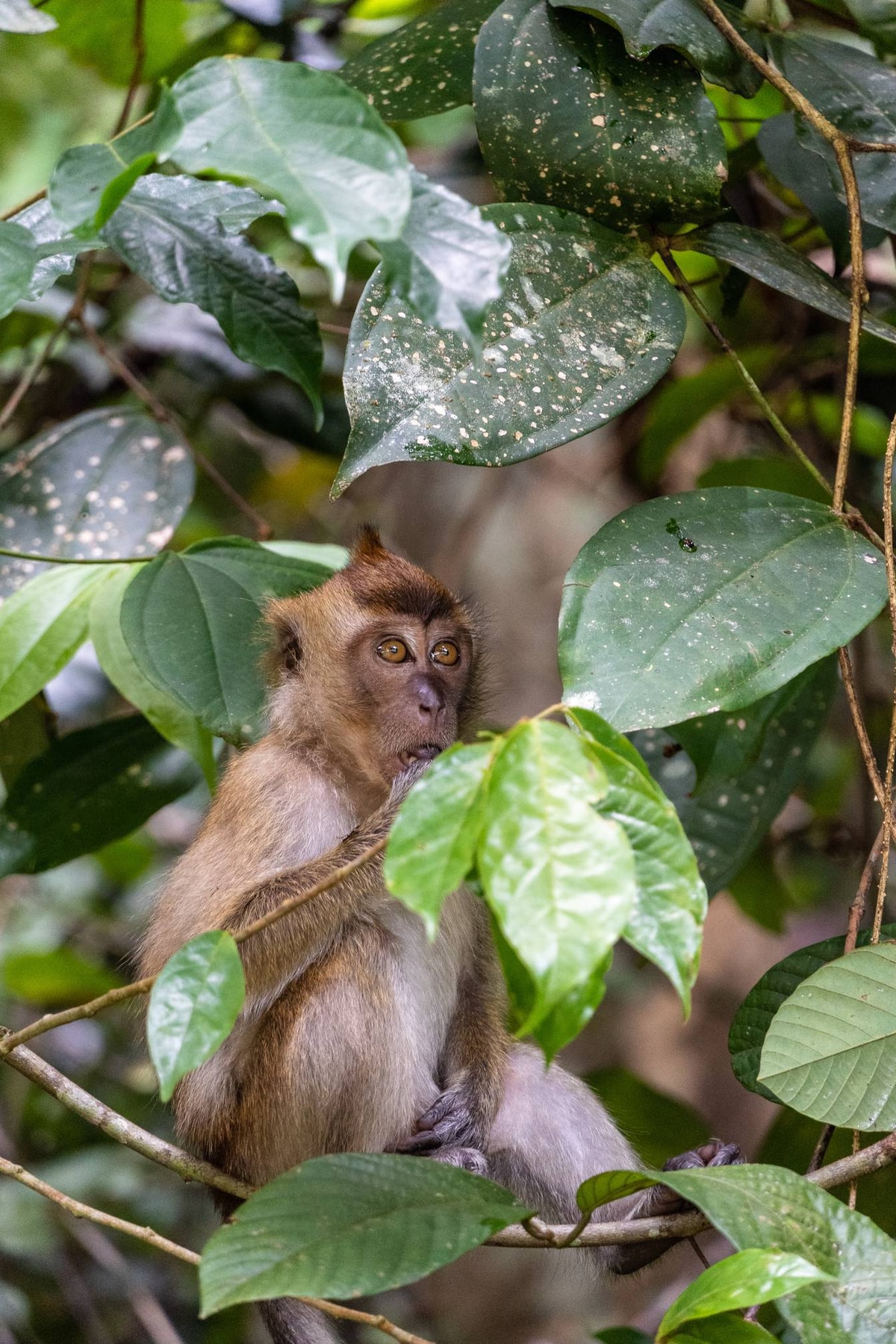 Malaysia-02517.jpg