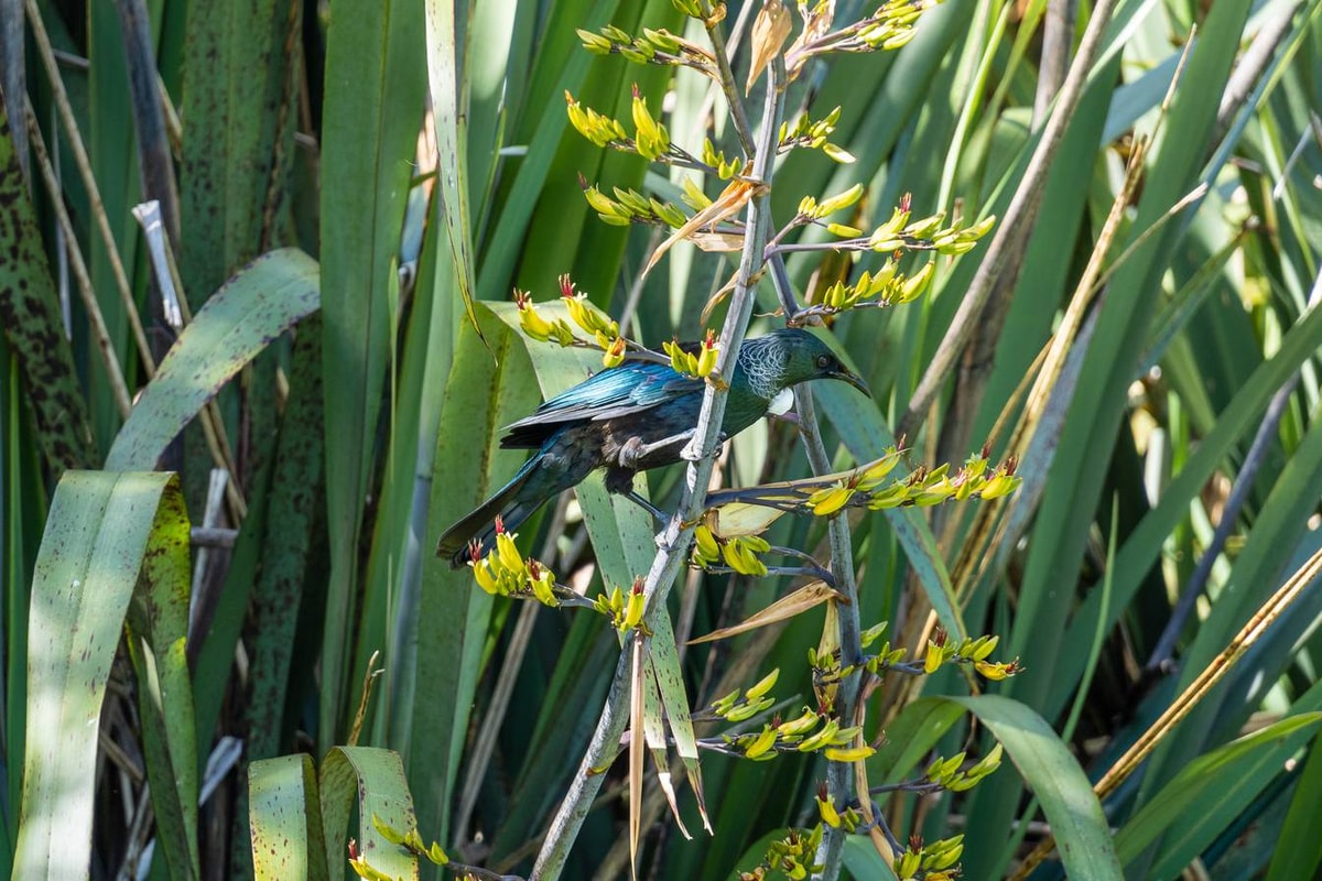 Neuseeland_Abel_Tasman_National_Park-175.jpg