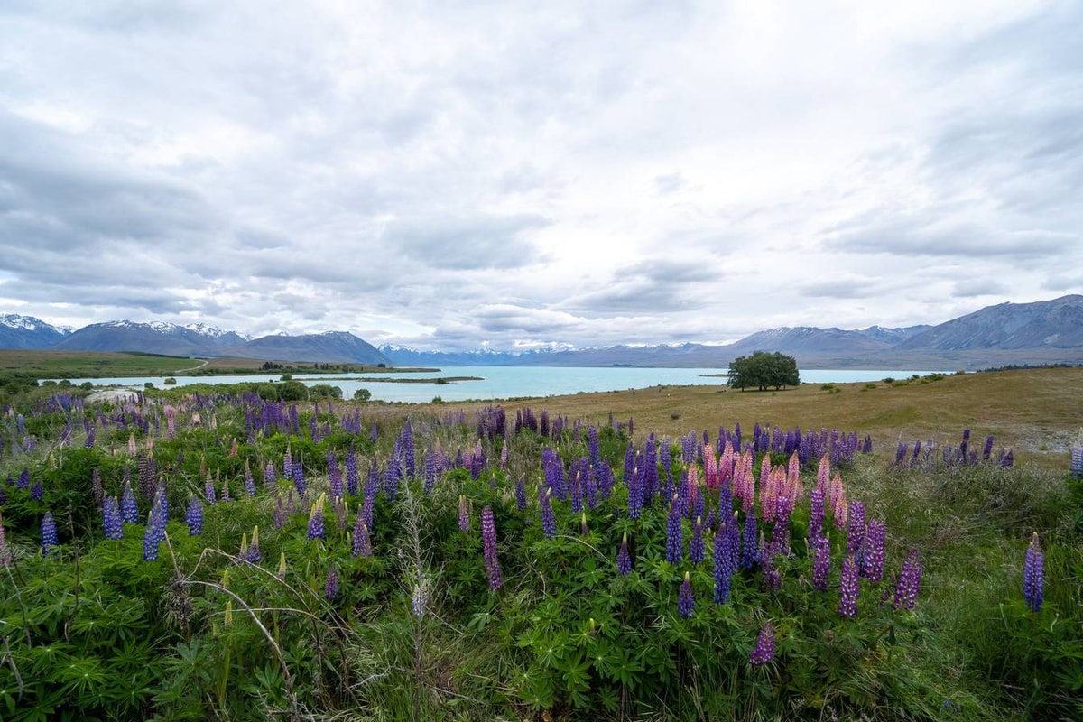 Neuseeland_Lake_Tekapo-101.jpg