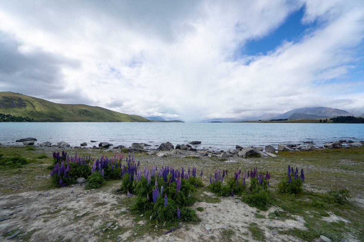Neuseeland_Lake_Tekapo-13.jpg