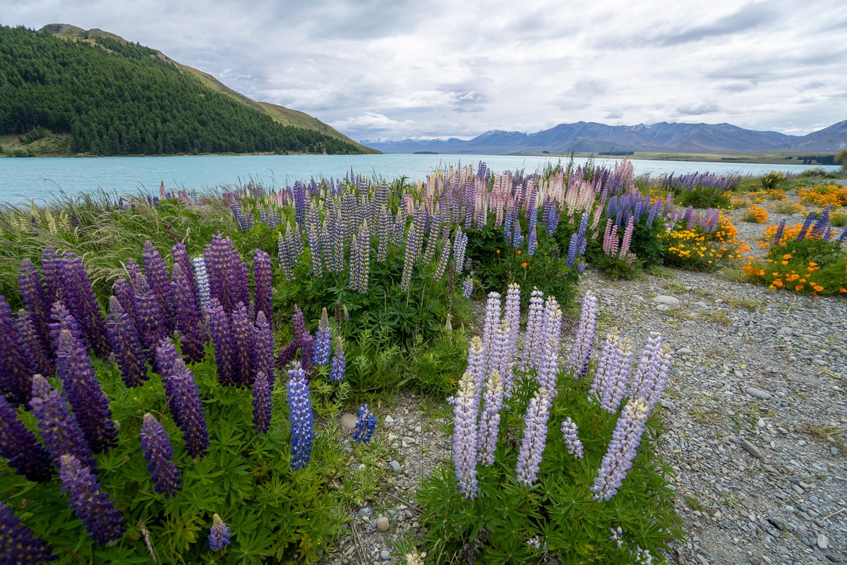 Neuseeland_Lake_Tekapo-39.jpg