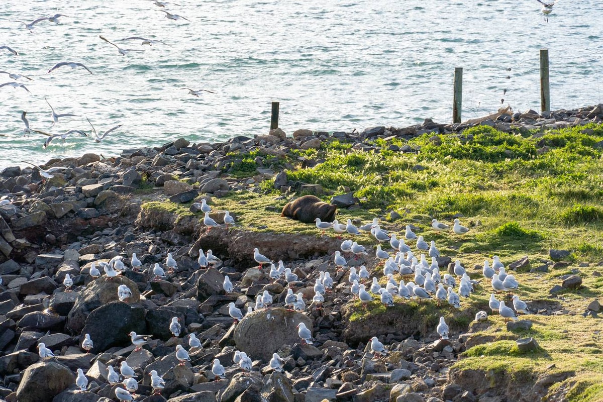 Neuseeland_Taiaroa_Head-77.jpg