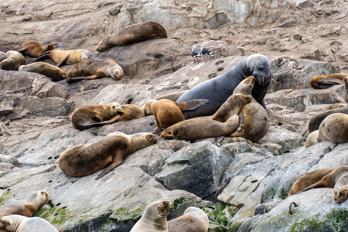Argentinien_Tierra_del_Fuego-530.jpg
