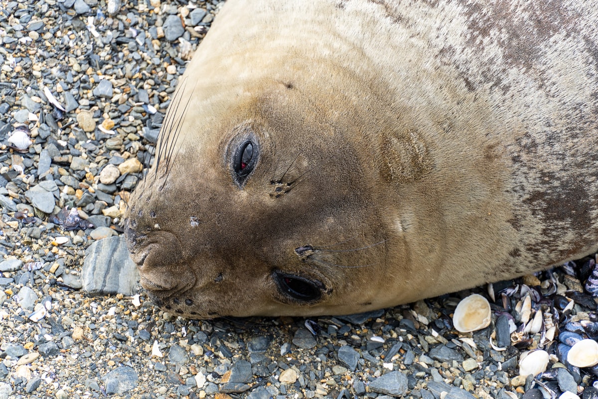 Argentinien_Tierra_del_Fuego-603.jpg