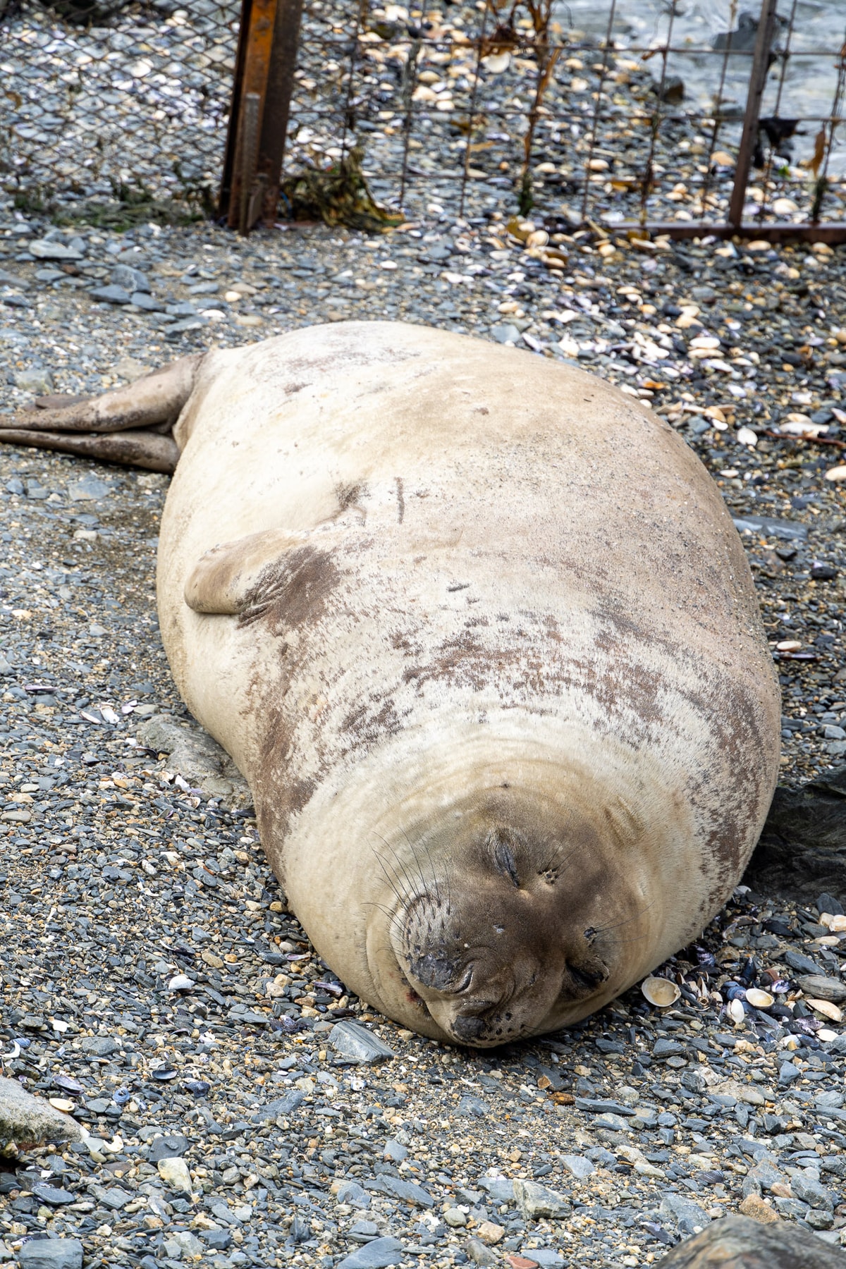 Argentinien_Tierra_del_Fuego-608.jpg