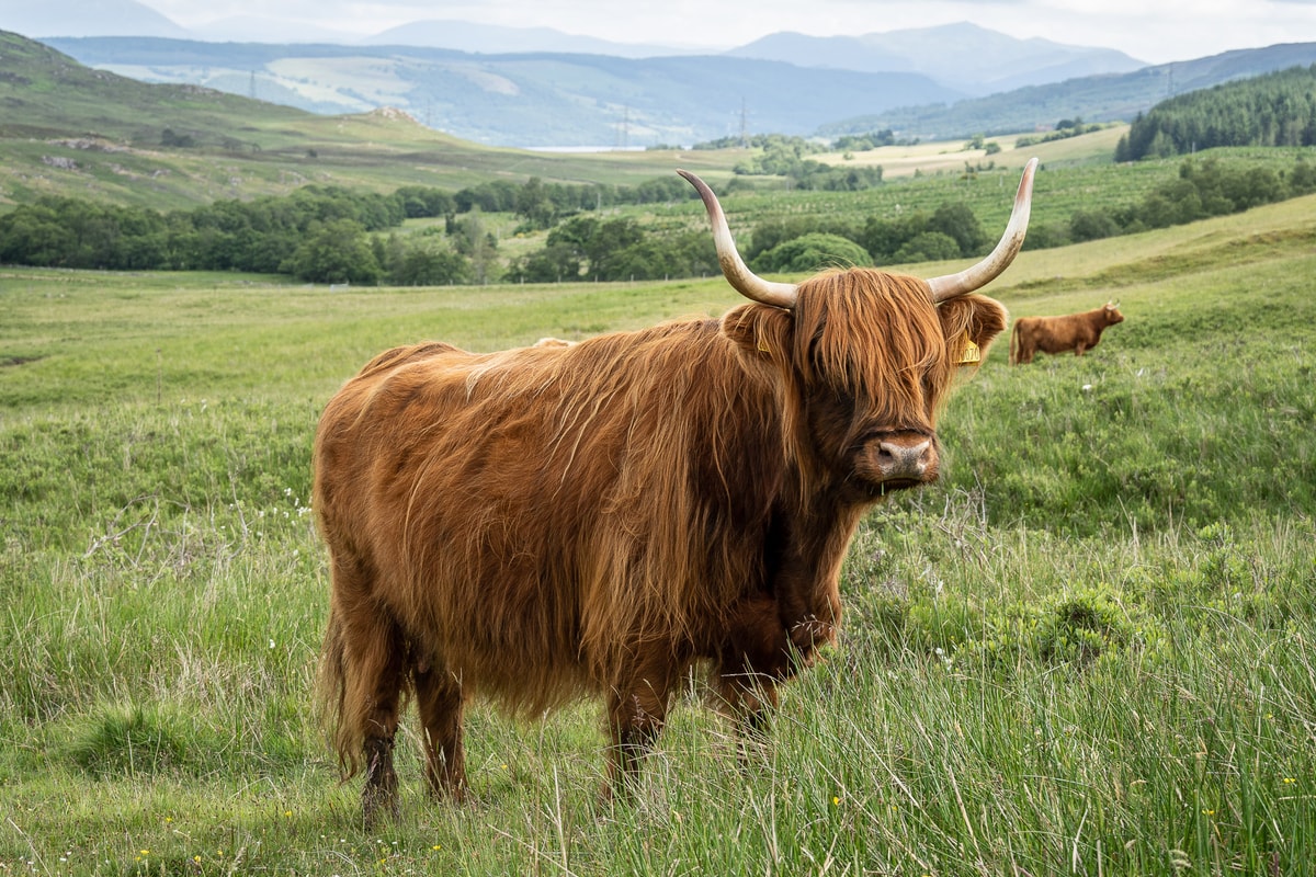 Schottland-01531.jpg