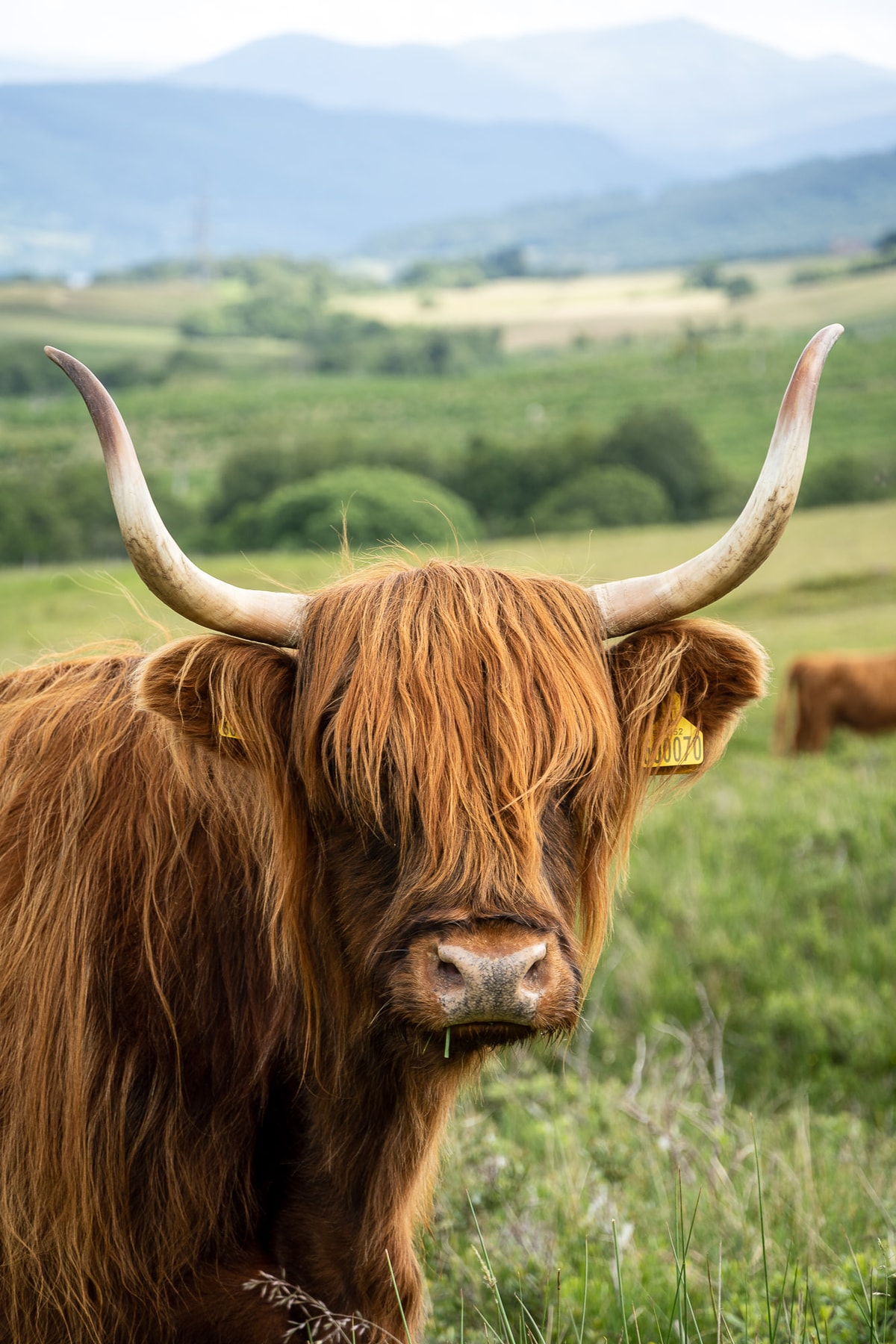 Schottland-01532.jpg